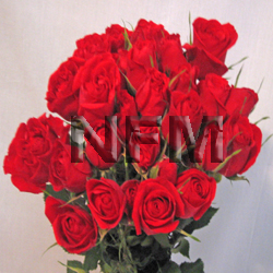 spray roses scarlet